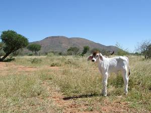 NAMIBIA www.outeniqua.de