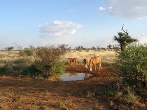 Rinder am Wasserloch. NAMIBIA www.outeniqua.de